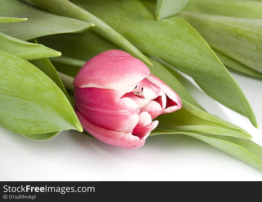 Close up of pink tulip