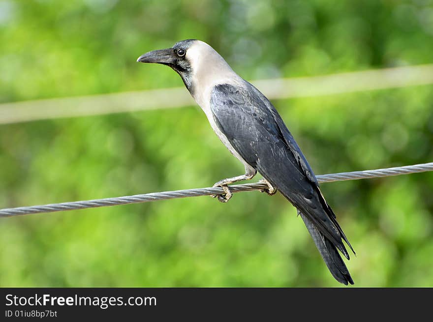 Crow sitting on the electricity wire.