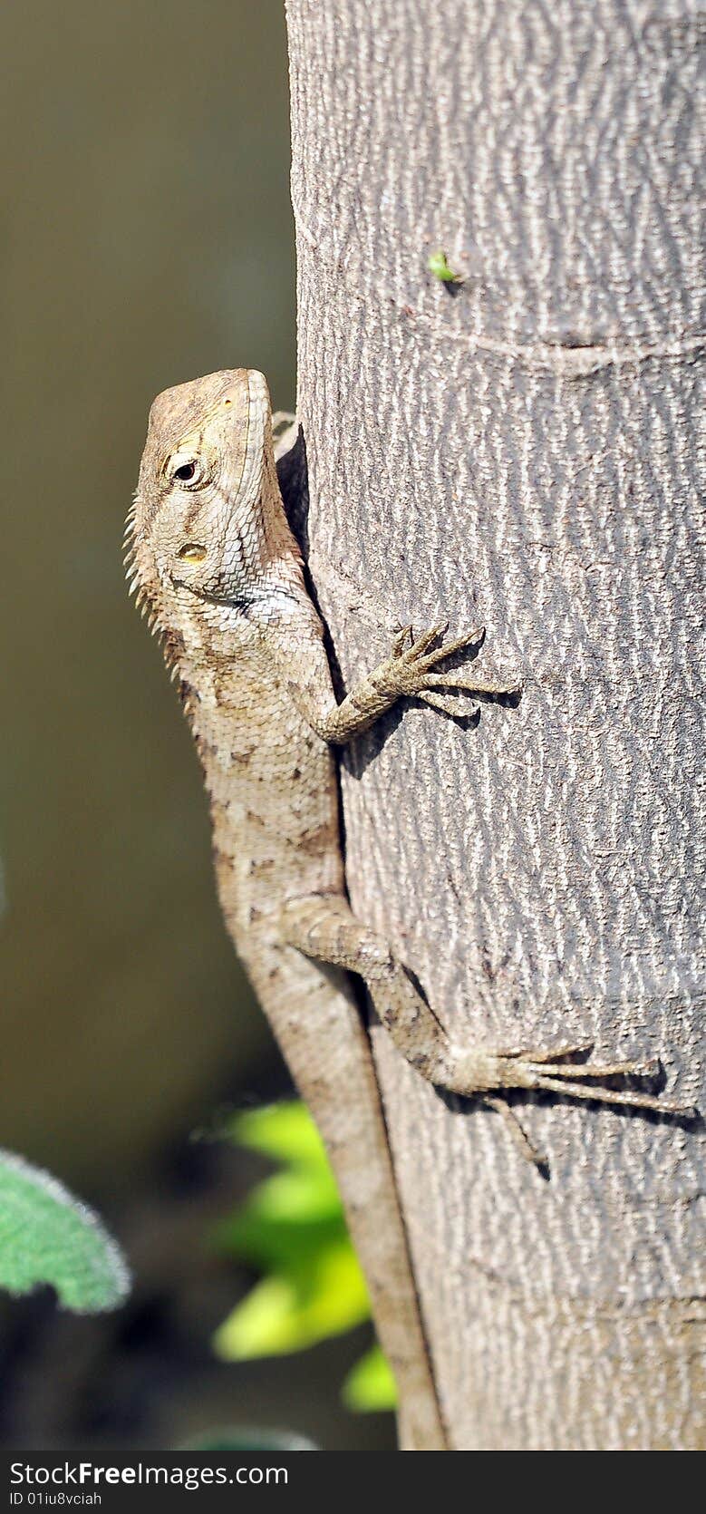 Chameleon sticking to pine tree.