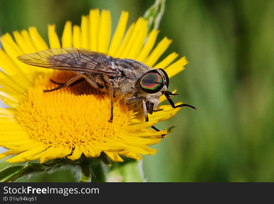 Gadfly on dandelion