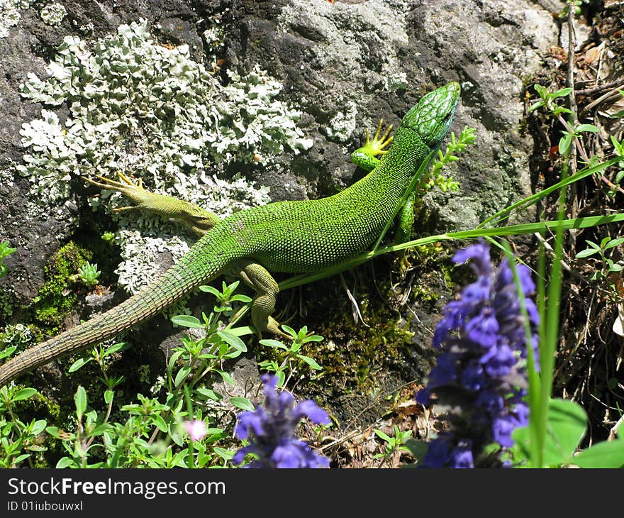 Sand lizard (buck from central Europe)