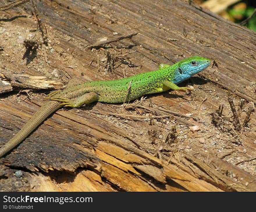 Sand lizard (buck from central Europe)