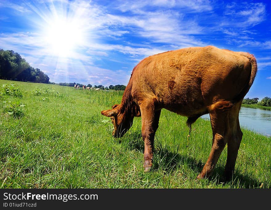 Calf pasturing near the lake