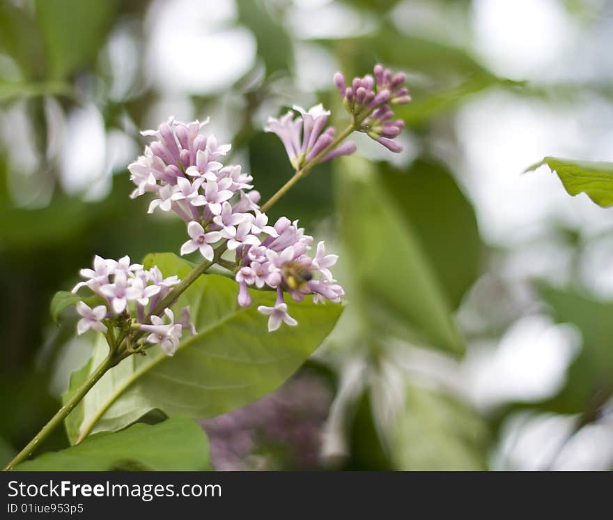 Close-up of spring flower blossom.