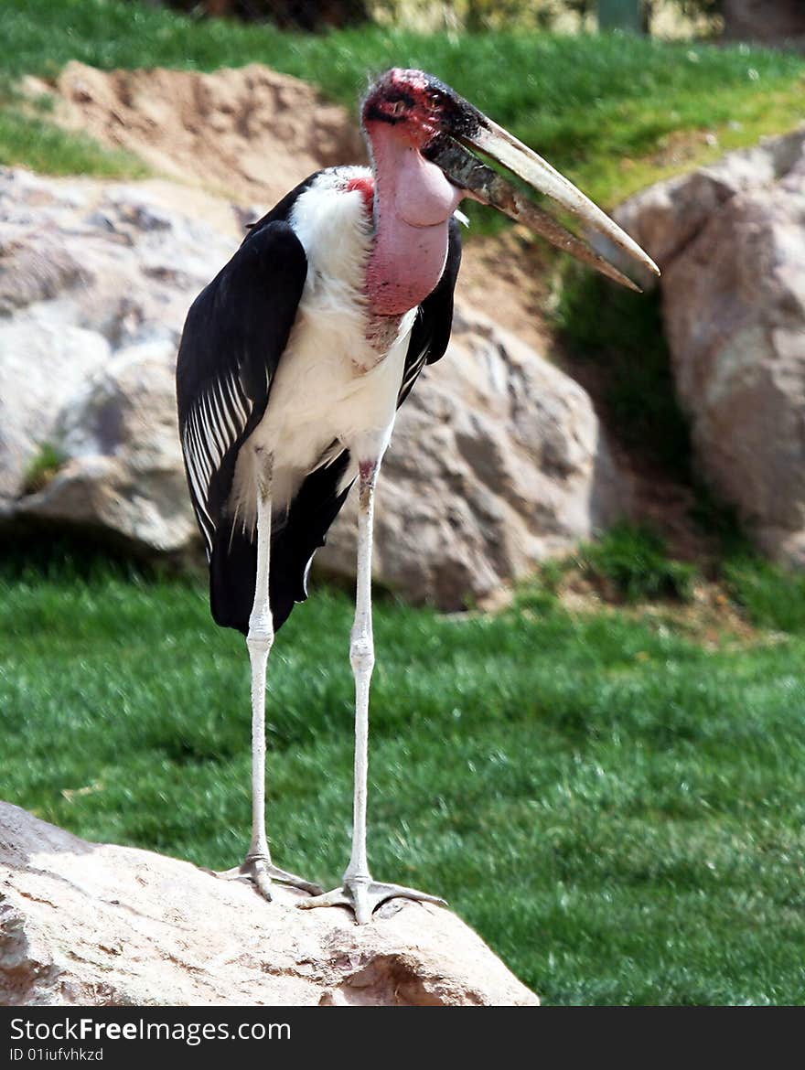 A Marabou Stork Watching From the Top of a Rock