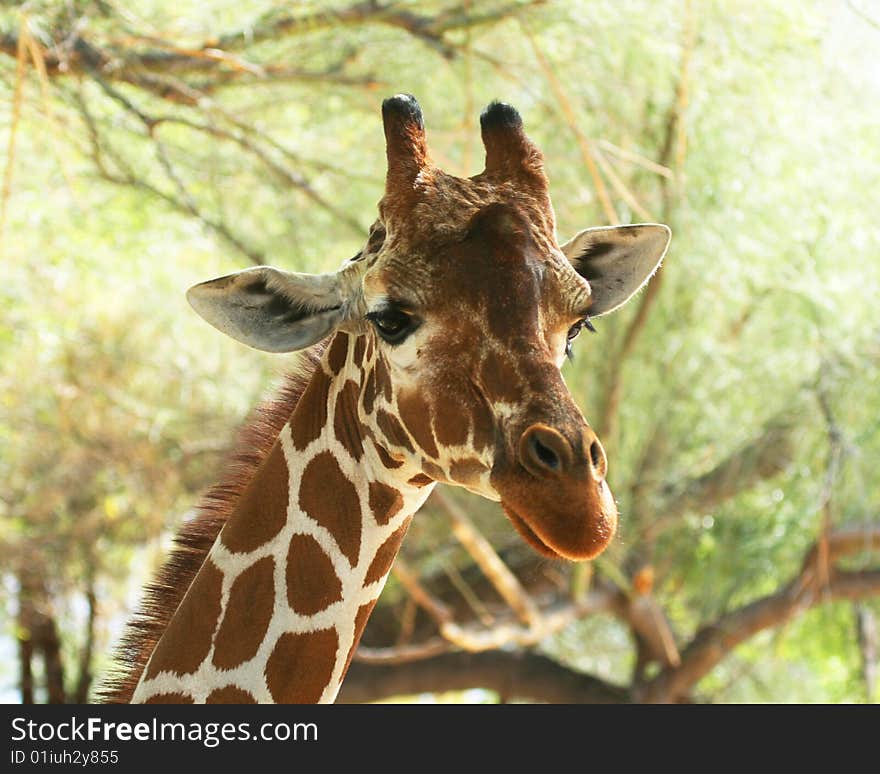 A Portrait of an African Giraffe Among the High Tree Branches