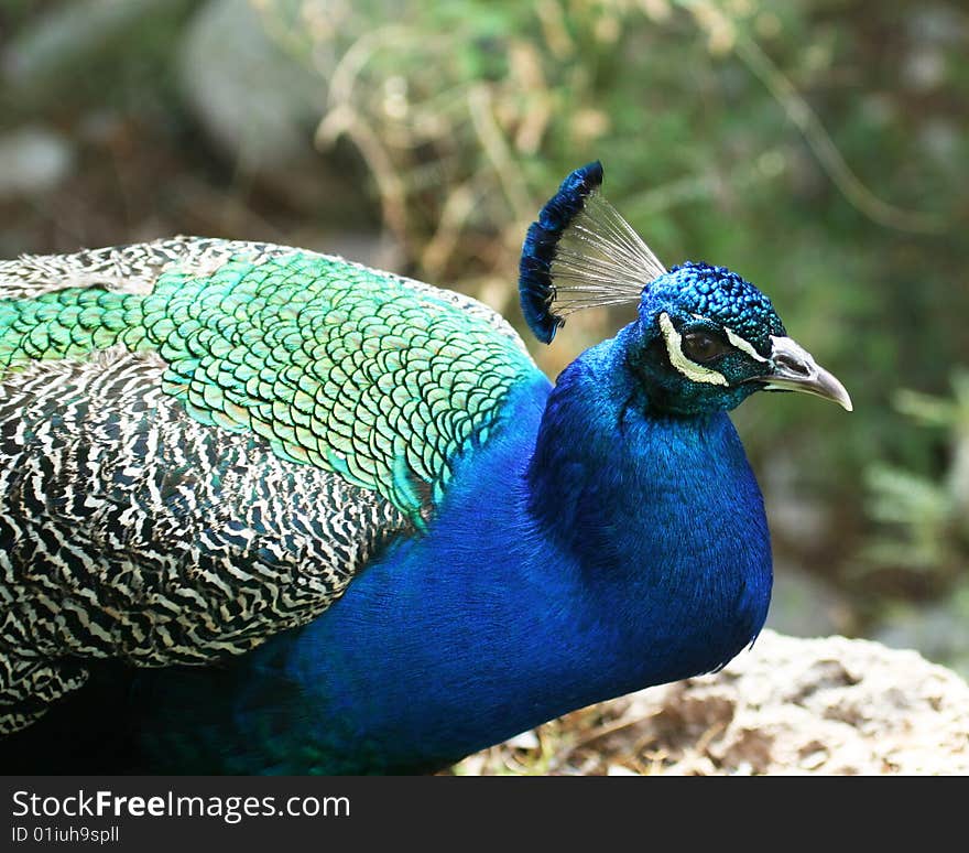 A Close Up of the Head, Neck and Back of a Male Indian Blue Peacock. A Close Up of the Head, Neck and Back of a Male Indian Blue Peacock