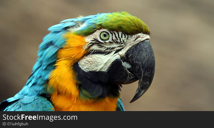 A Close Up of a Blue and Gold South American Macaw