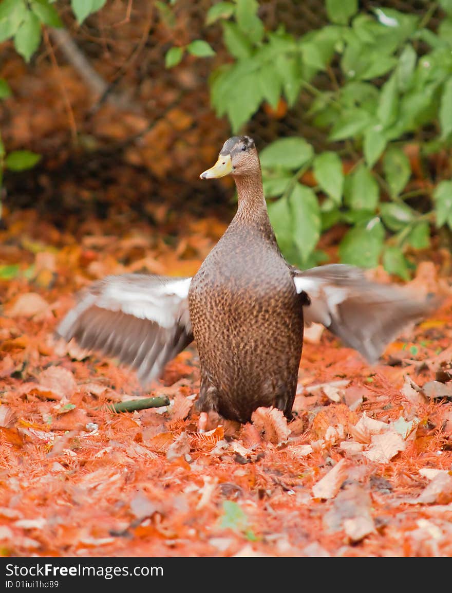 This Black Duck was photographed flapping about amoungst the autumn leaves at a wetland reserve.