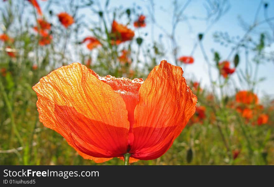 Bright flowers of  steppe poppy of red color on  background of  blue sky
