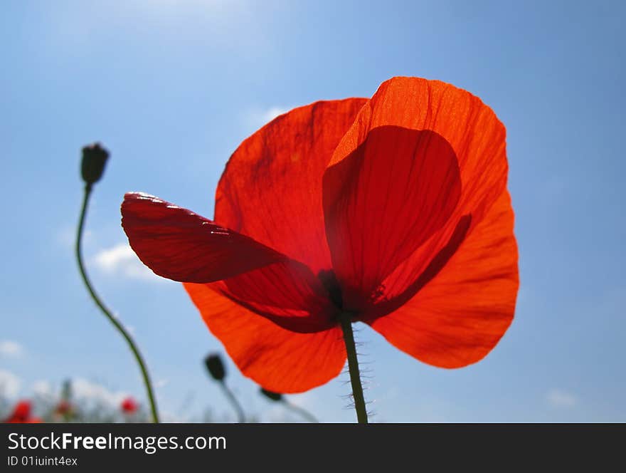 Bright flowers of  steppe poppy of red color on  background of  blue sky