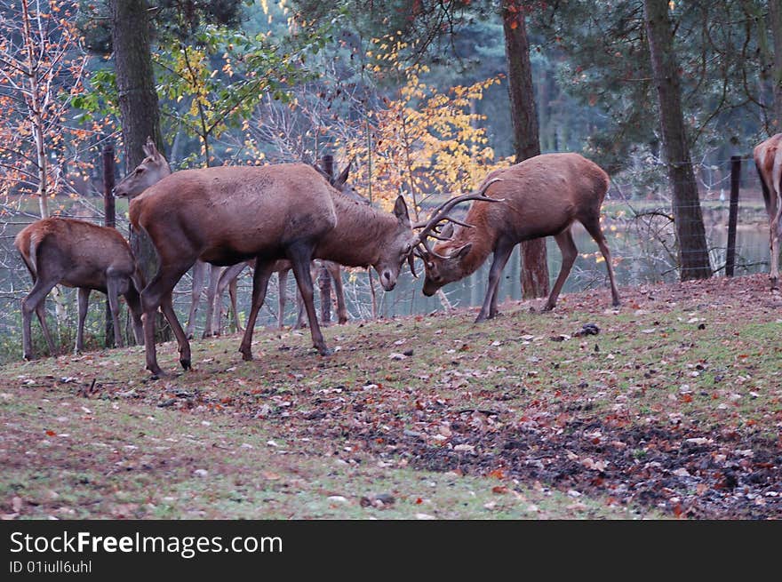 In the forest where two stags are in a friendly fight. In the forest where two stags are in a friendly fight.