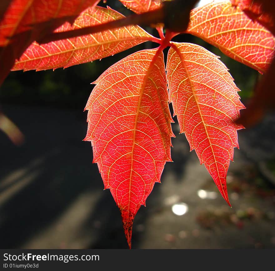 Red leaves of  wild grapes covered by  bright sunlight. Red leaves of  wild grapes covered by  bright sunlight