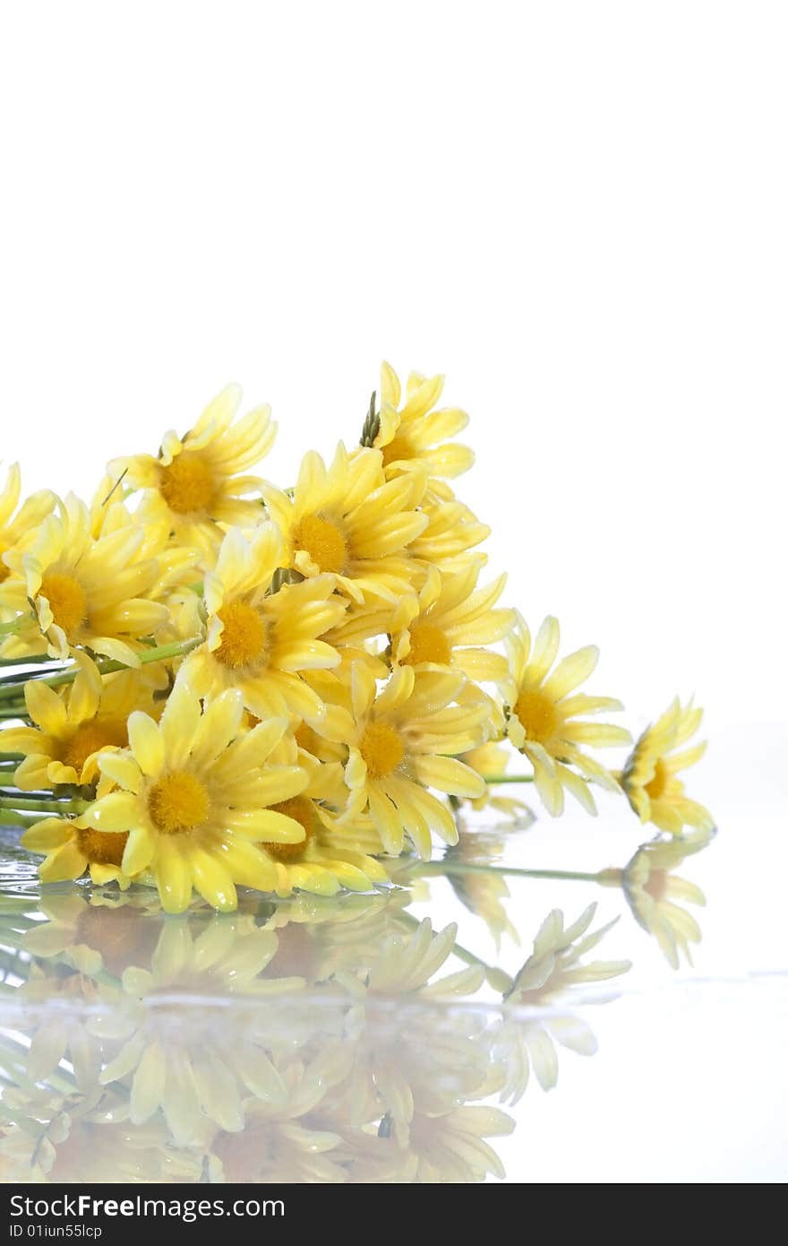 Yellow Daisys Isolated On White Background