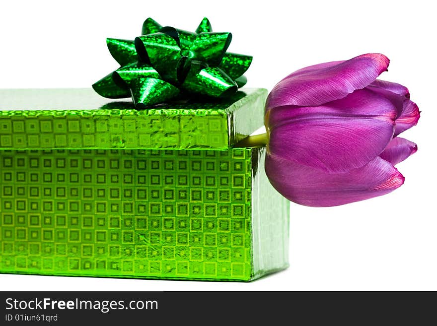 Violet tulip and gift box