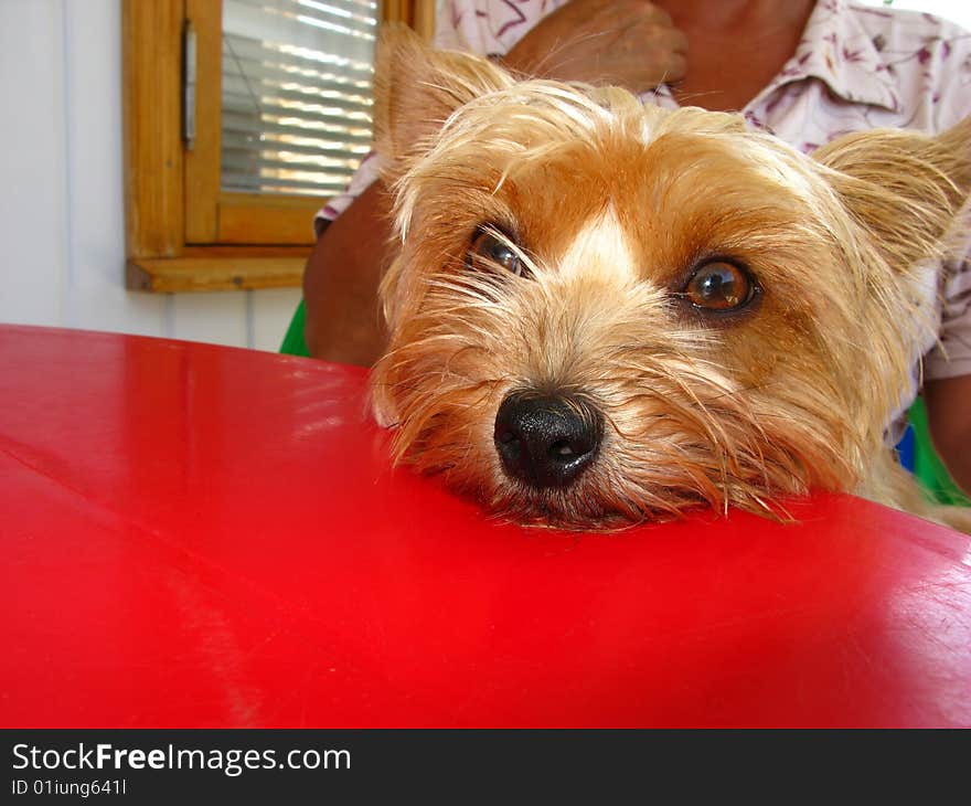 Domestic dog looks in  chamber in  summer sunny day