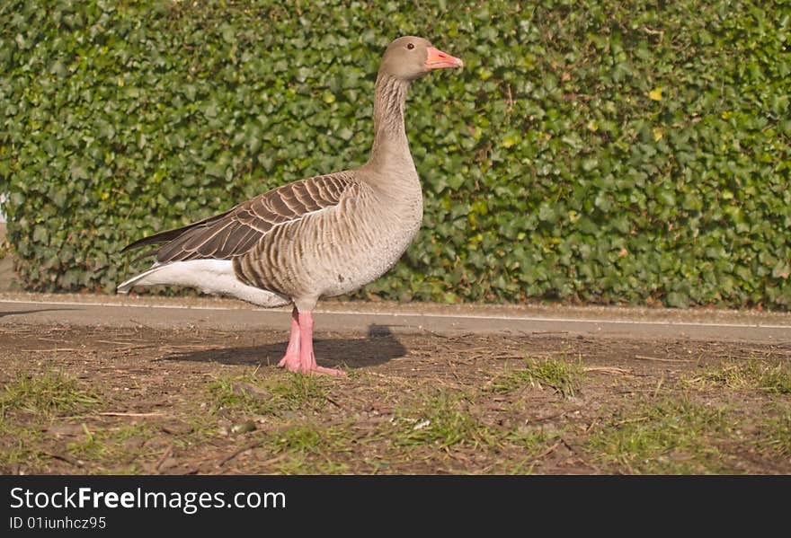 Lone goose standing on grass - copyspace