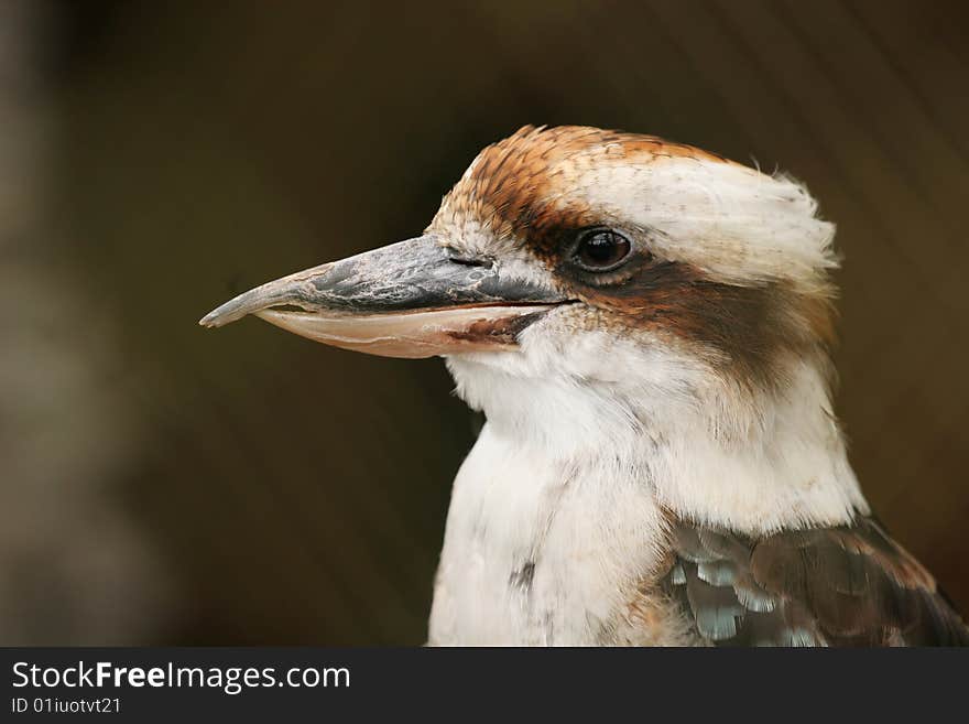 Close-up photo of the Laughing Kookaburra