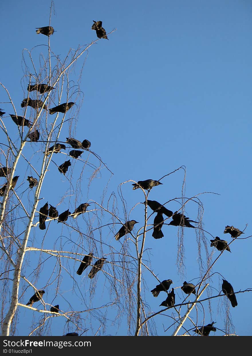 Bunch of crows in a tree