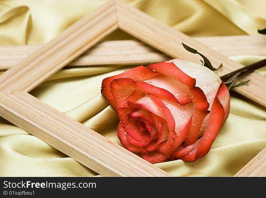 Red rose with water drops