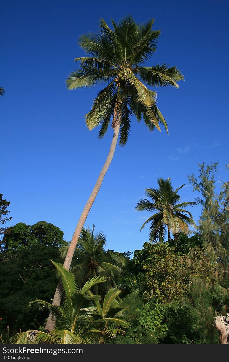 Palm tree, Tropic Fiji Islands