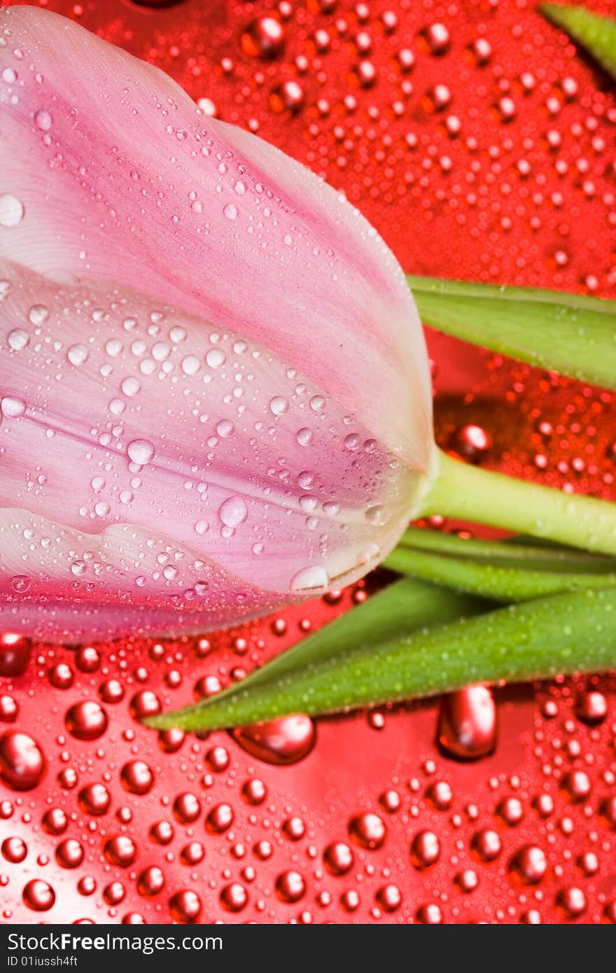 Pink tulip with water droplets