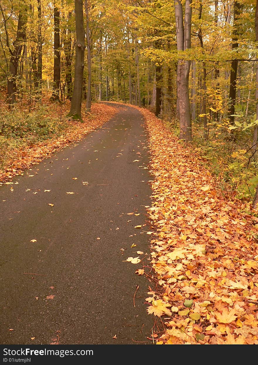 Autumn  in the forest, leaves on the road. Autumn  in the forest, leaves on the road