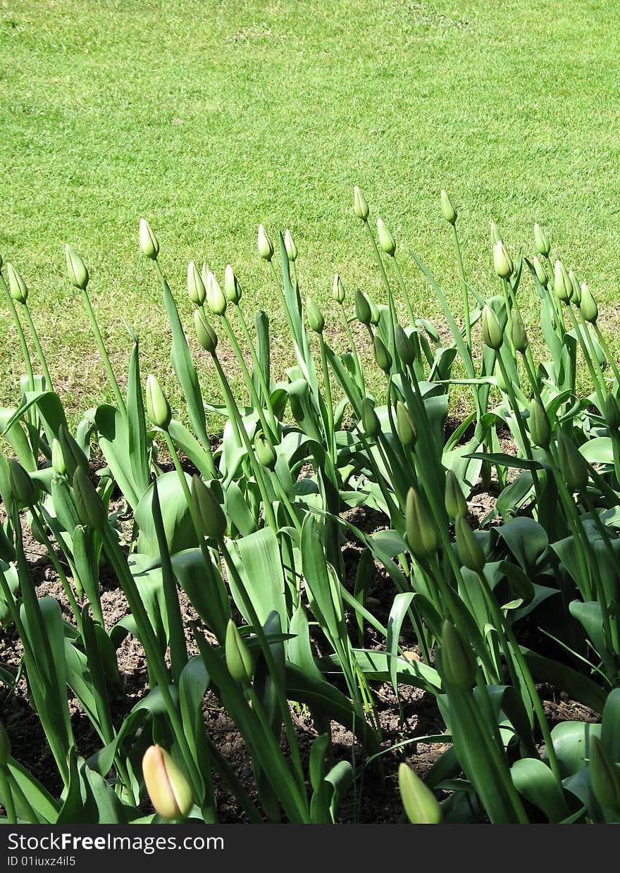 Green tulips about to bloom