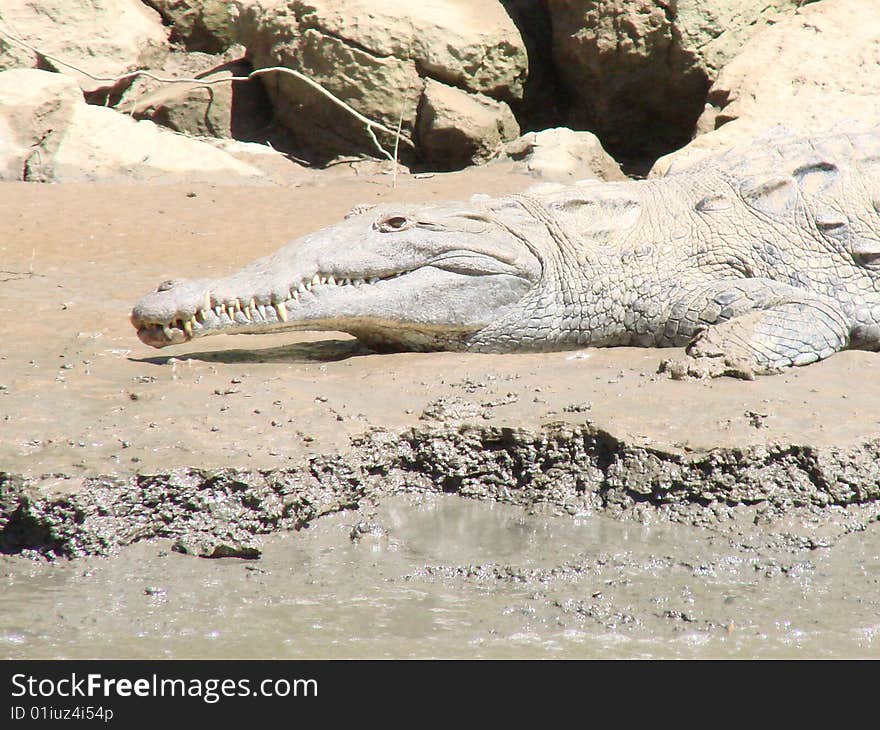 Alligator by a river in Chiapas, Mexico