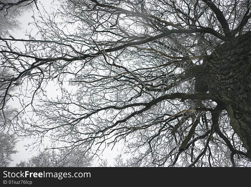 Snow tree with branch on white sky. Snow tree with branch on white sky