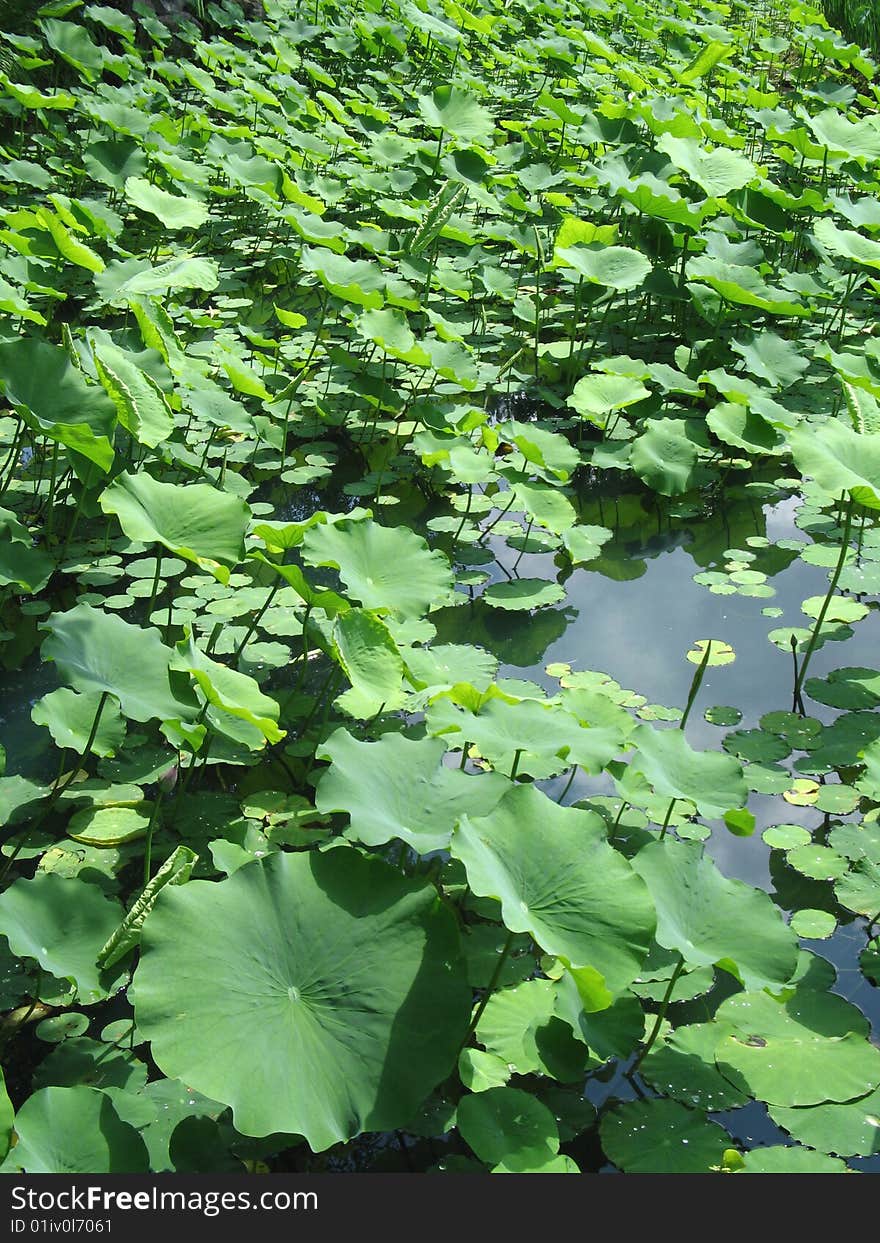 Water Plants