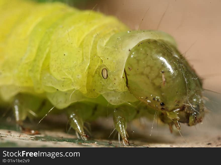 A close up macro photograph of a caterpillar on a gardening hand trowel covered in soil. A close up macro photograph of a caterpillar on a gardening hand trowel covered in soil