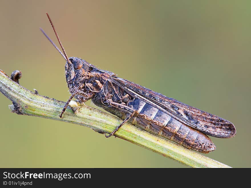 Macro green grasshopper with a lot of waterdrops on it sitting on the grass.