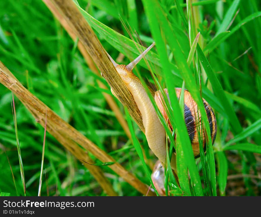 Closeup Of Snail. Focus On The Head