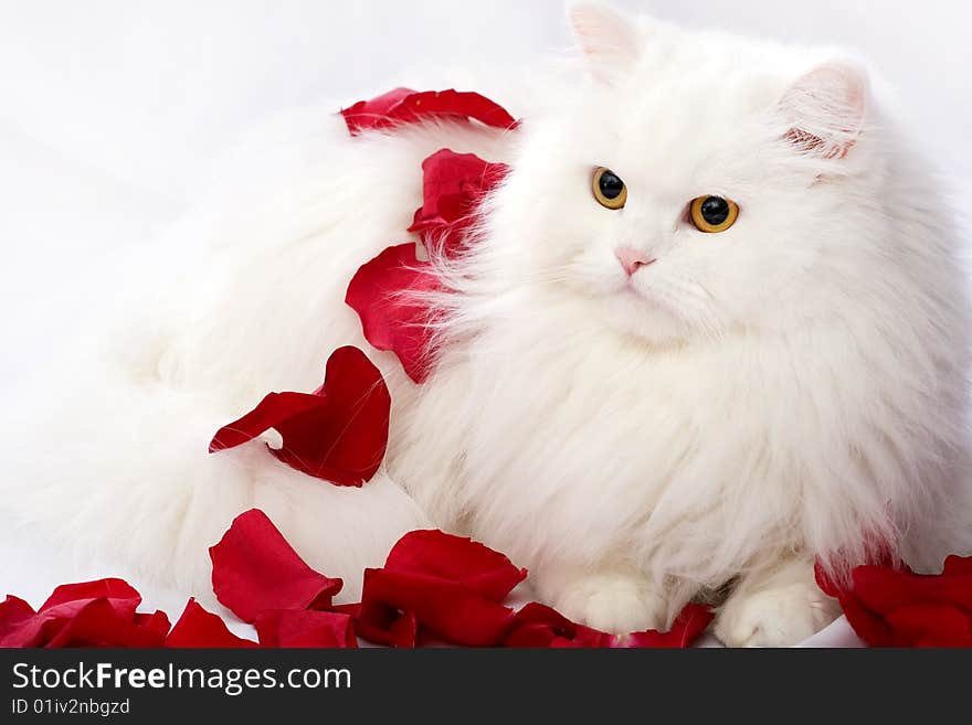 White thoroughbred cat