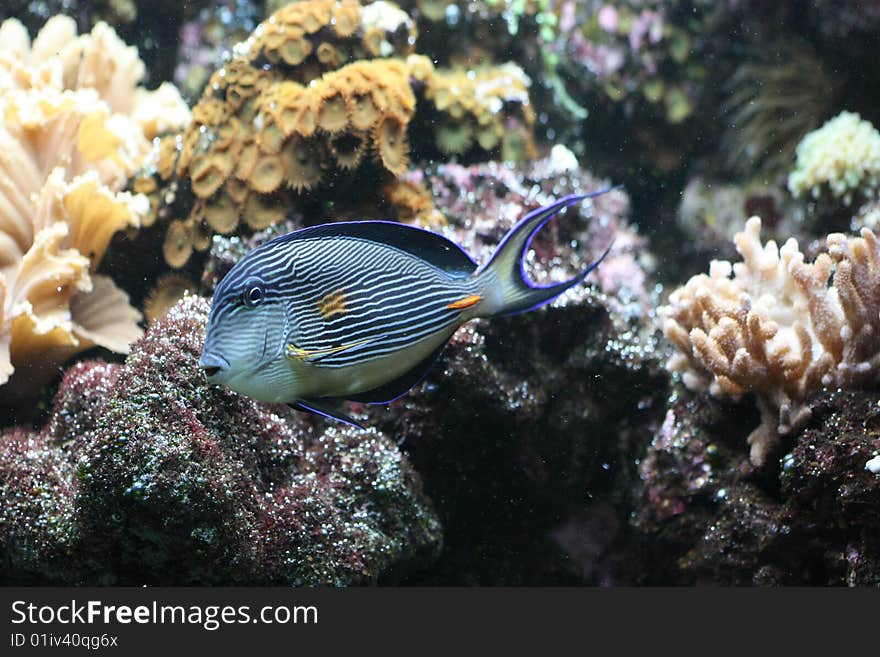 Lined surgeonfish