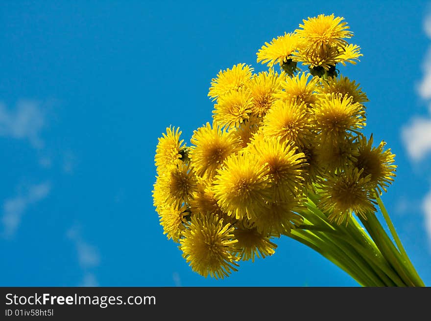 Blossoming dandelions