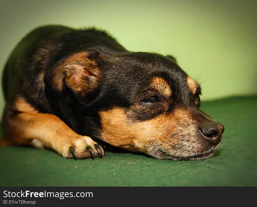 A sleepy dog brown and black on a green background. A sleepy dog brown and black on a green background