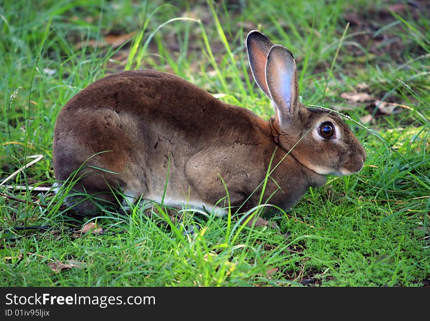 Brown rabbit in green grass