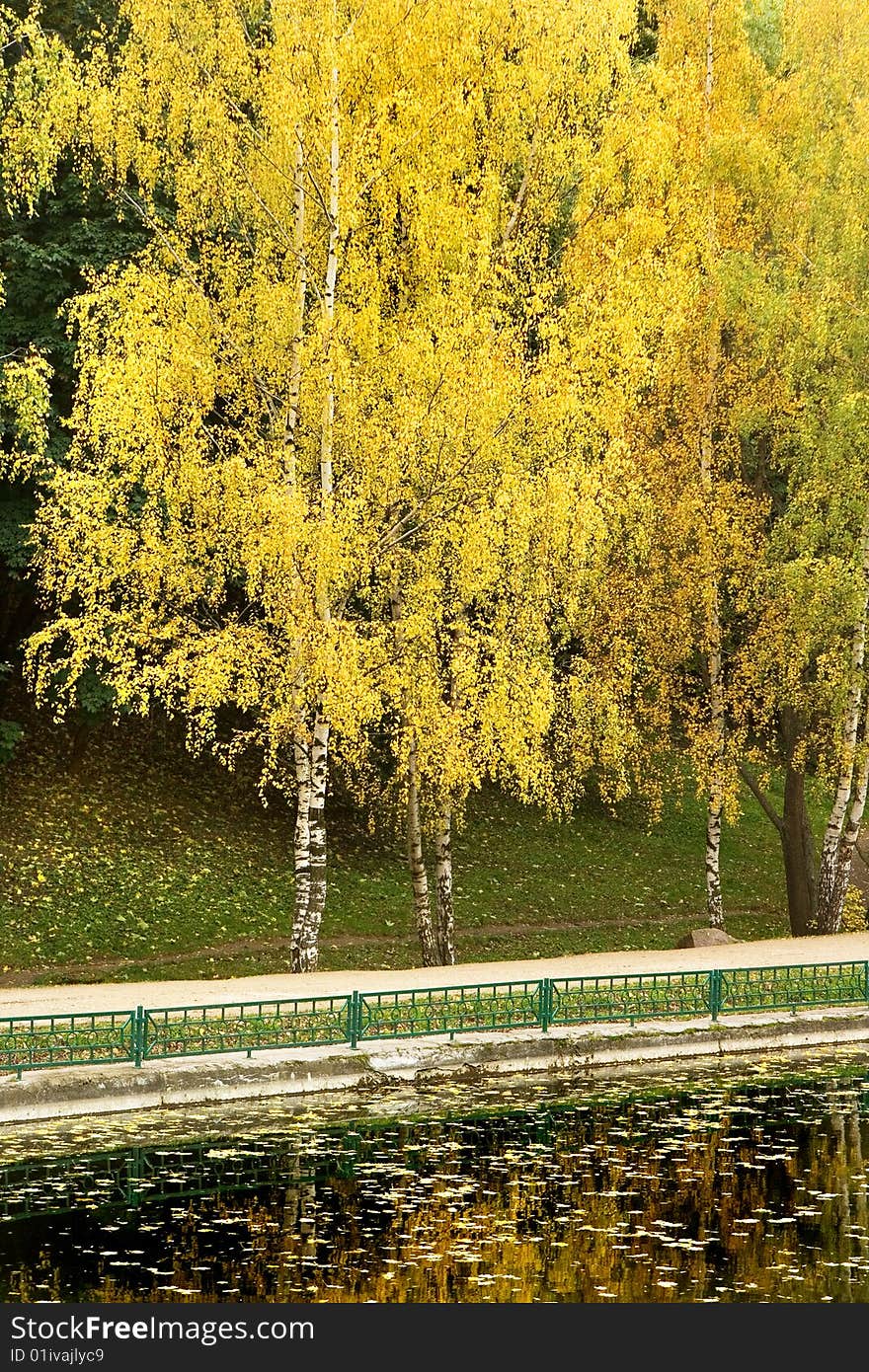 A view of a birch with yellow autumn leaves in a park near a pond. A view of a birch with yellow autumn leaves in a park near a pond