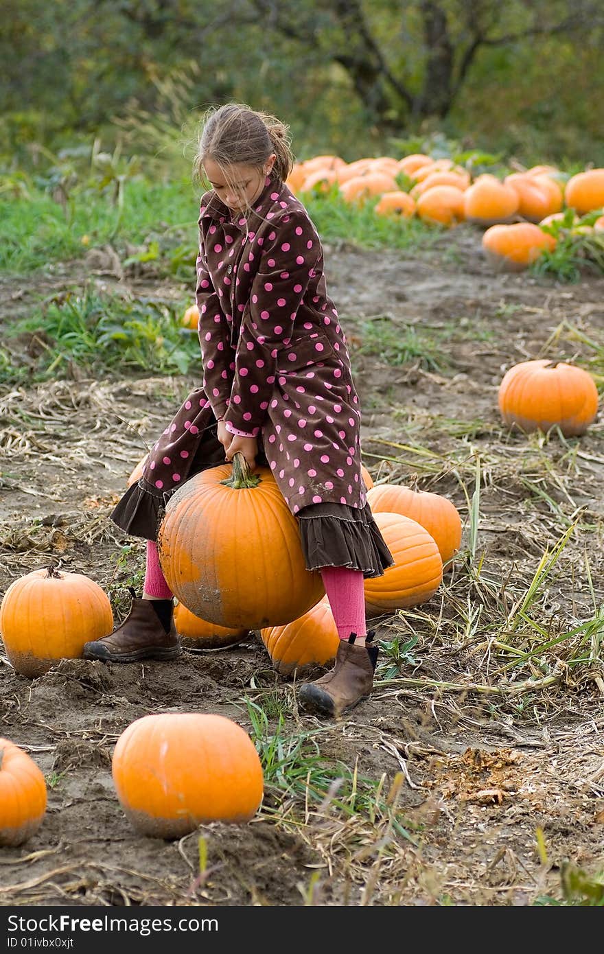 A pretty child dressed in a long polkadot coat and long skirt carefully chooses a pumpkin for halloween carving in a field in rural Vermont. A pretty child dressed in a long polkadot coat and long skirt carefully chooses a pumpkin for halloween carving in a field in rural Vermont