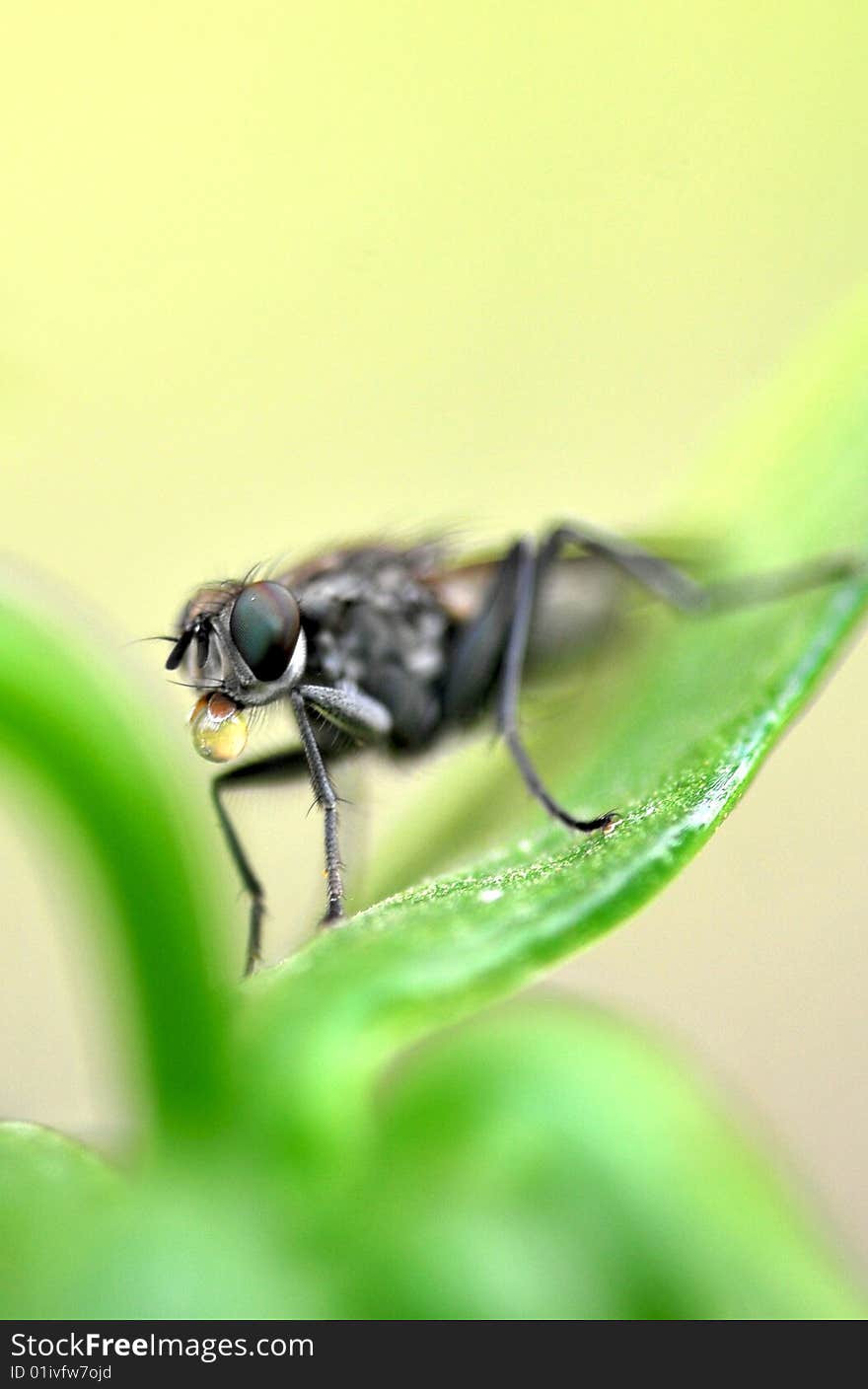 Spitting fly macro