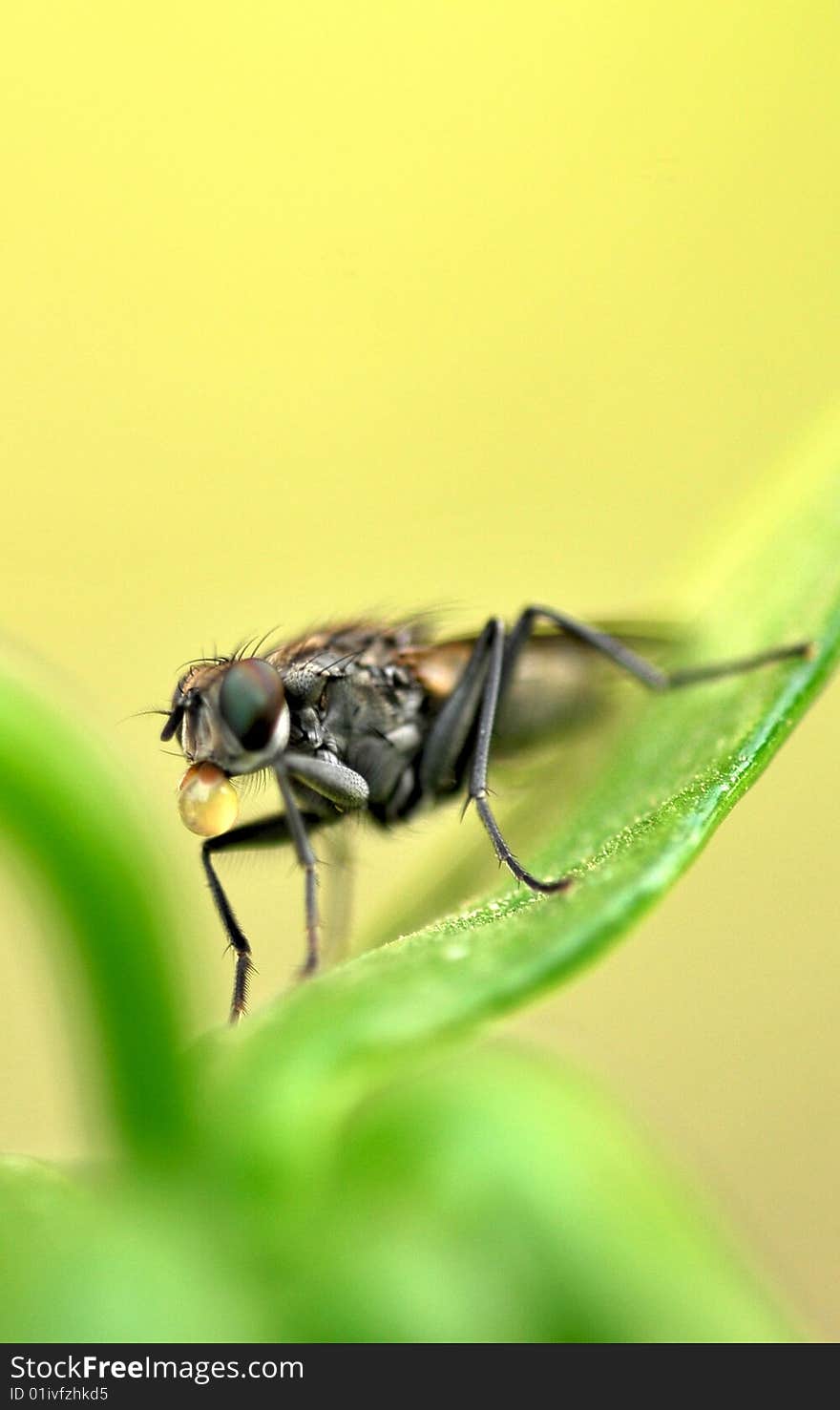 Spitting fly macro