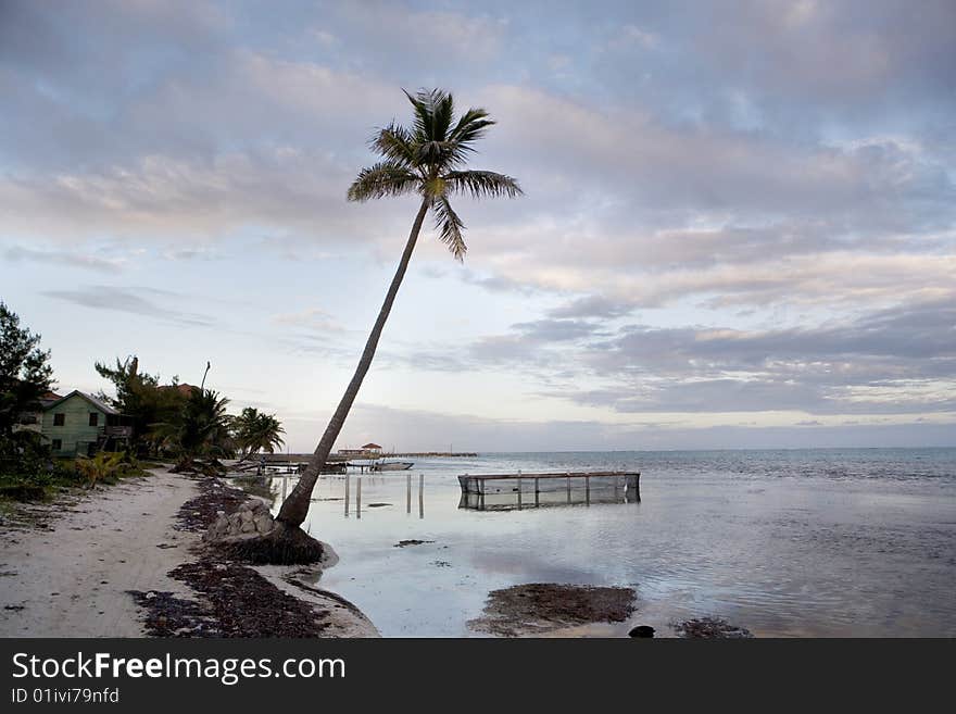 Palm Tree And Fish Pen