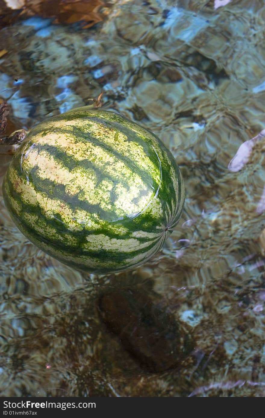 Watermelon floating in cold water on hot summer day