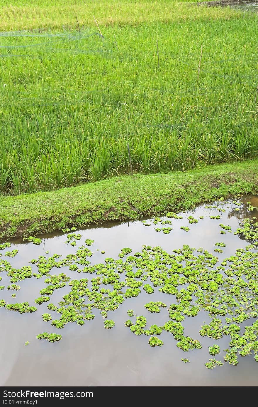 Rice paddy with small lotus pond