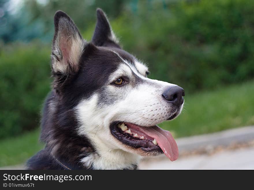 Dog with different eyes looks at its master. Dog with different eyes looks at its master