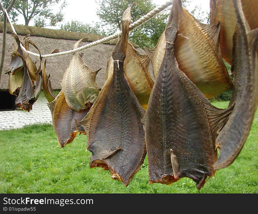 Flatfish hanging out for drying. Flatfish hanging out for drying