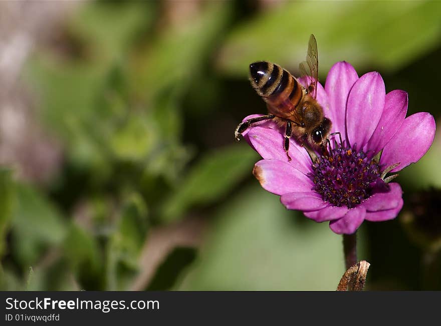 A bee on a pink flower. A bee on a pink flower