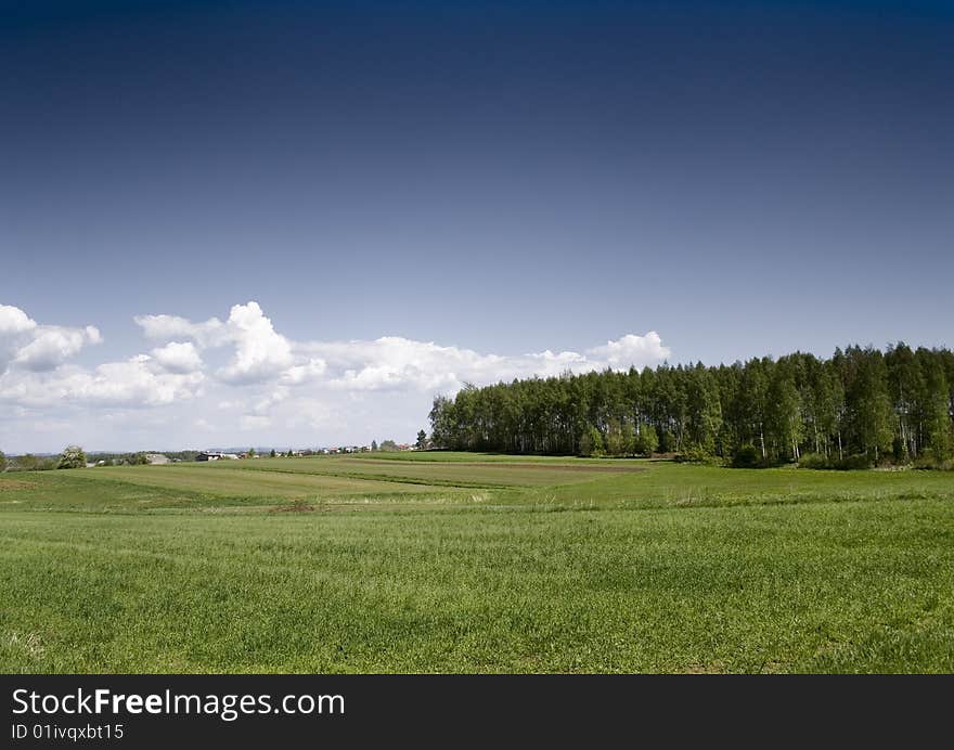 Green corn field in southern Poland. Green corn field in southern Poland